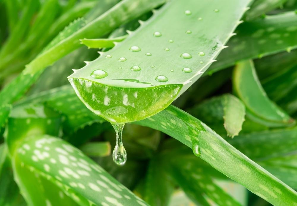 aloe-vera.jpg