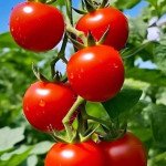 Tomato pickle