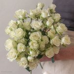 Bloomed Box 2