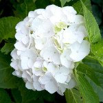 Global White 2
